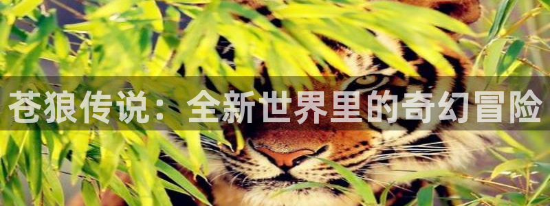 age动漫下载：苍狼传说：全新世界里的奇幻冒险